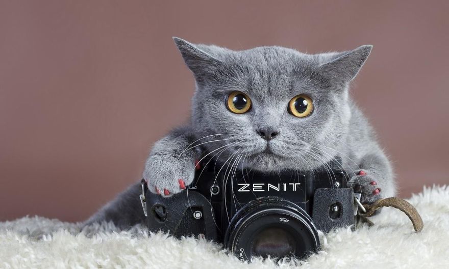 Kitty Likes Taking Photos